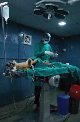 Our Commitment to Animal Shelter Care